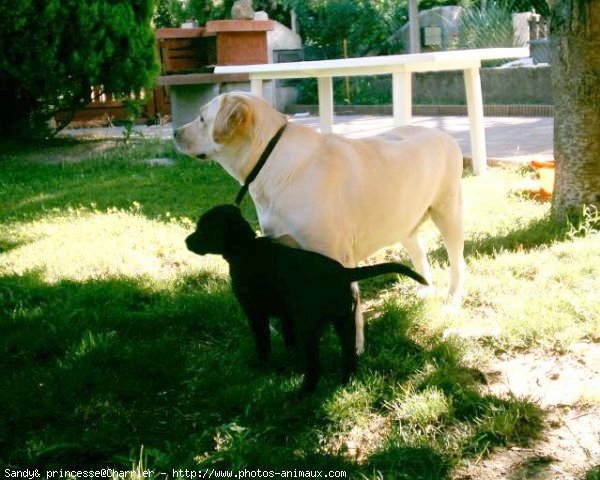 Photo de Labrador retriever