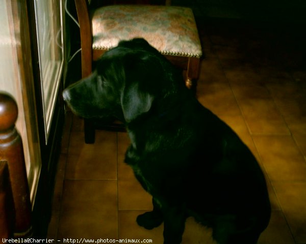 Photo de Labrador retriever