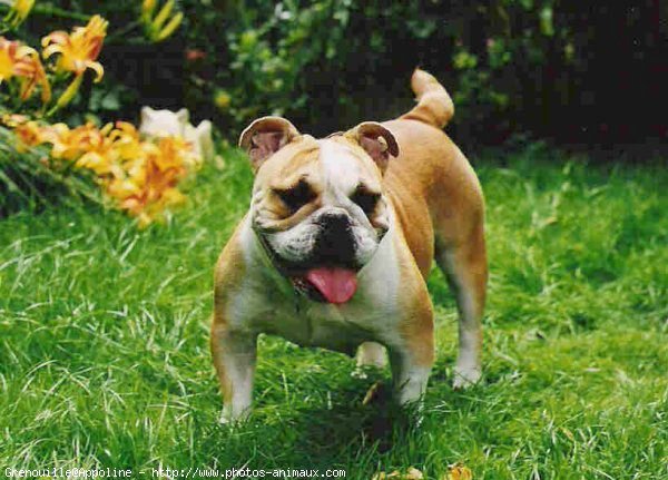 Photo de Bulldog