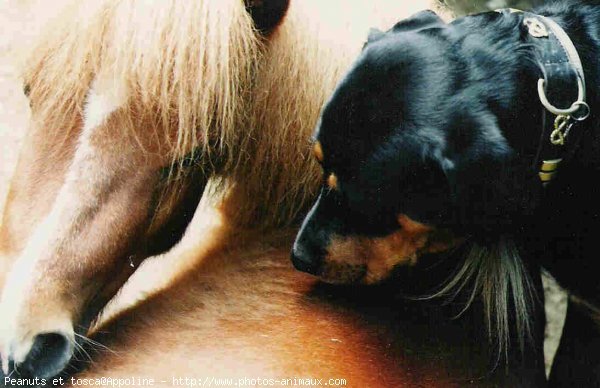 Photo de Races diffrentes