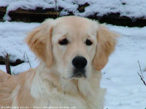 Photo de Golden retriever