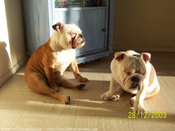 Photo de Bulldog