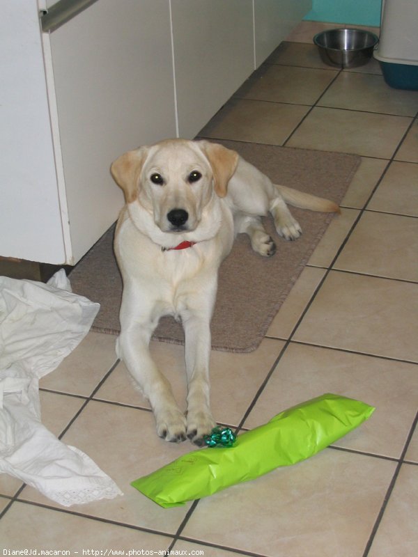 Photo de Labrador retriever