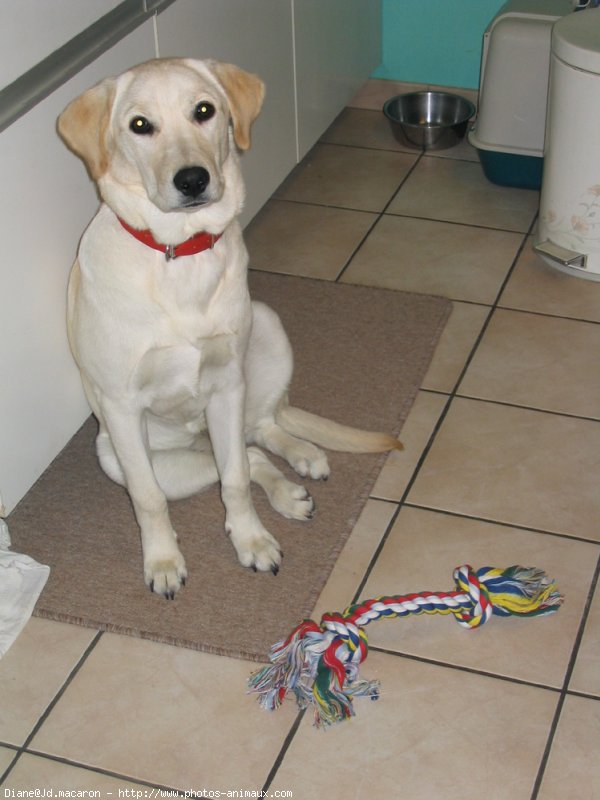 Photo de Labrador retriever