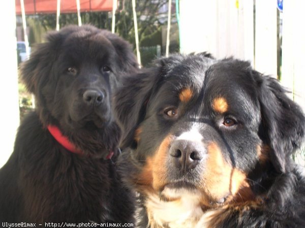 Photo de Chien de terre-neuve