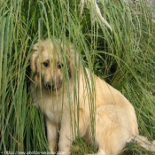 Photo de Chien de berger yougoslave de charplanina