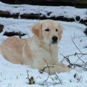 Photo de Golden retriever