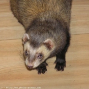 Photo de Furet