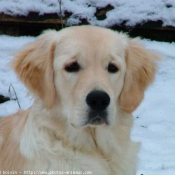 Photo de Golden retriever