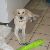 Photo de Labrador retriever