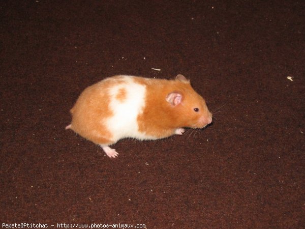 Photo de Hamster