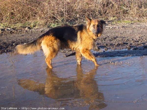 Photo de Berger allemand  poil court