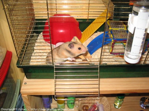 Photo de Hamster