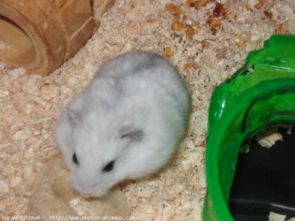 Photo de Hamster