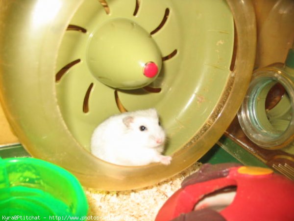 Photo de Hamster