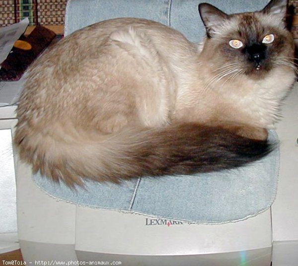 Photo de Sacr de birmanie