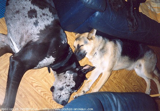 Photo de Dogue allemand