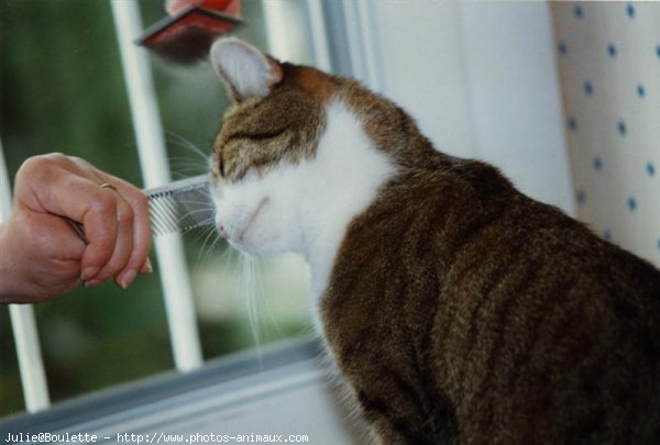 Photo de Chat domestique