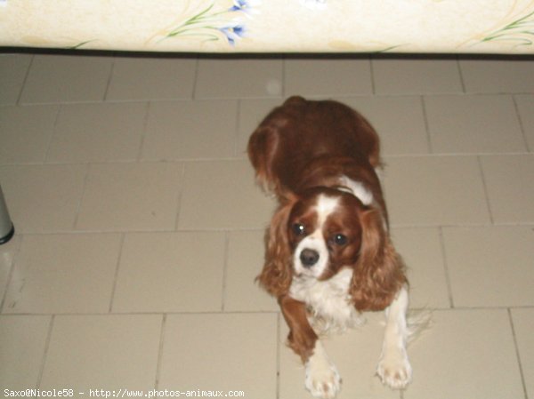 Photo de Cavalier king charles spaniel