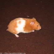 Photo de Hamster