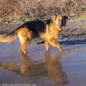 Photo de Berger allemand  poil court