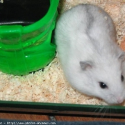 Photo de Hamster