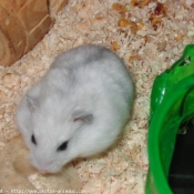 Photo de Hamster