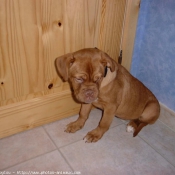 Photo de Dogue de bordeaux