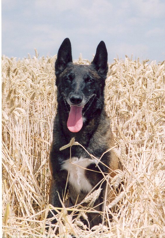 Photo de Berger belge malinois