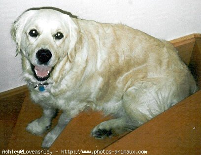 Photo de Golden retriever