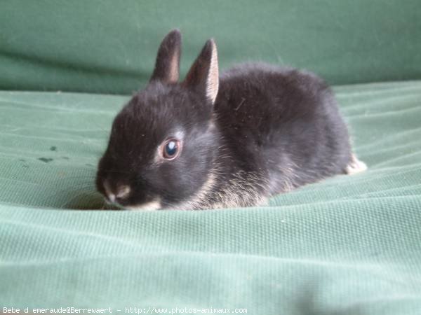 Photo de Lapin