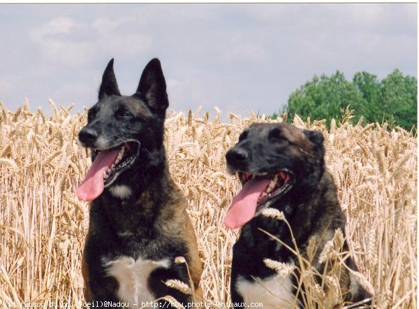 Photo de Berger belge malinois