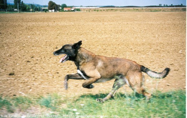 Photo de Berger belge malinois