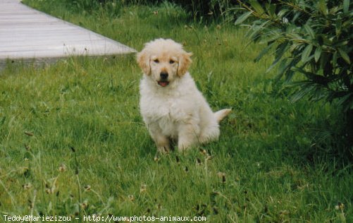 Photo de Golden retriever