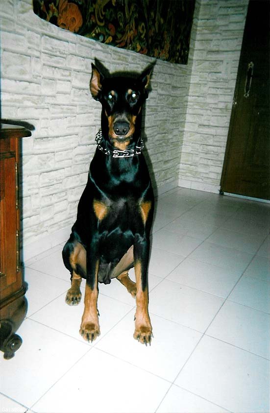 Photo de Dobermann