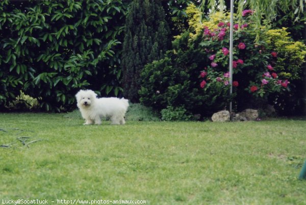 Photo de Bichon  poil fris