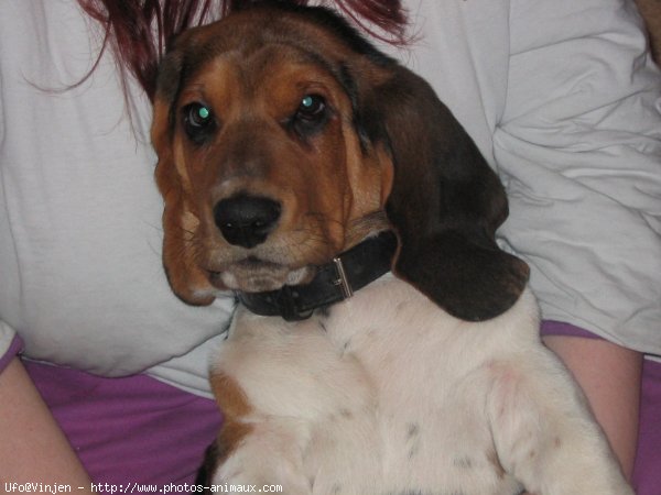 Photo de Basset hound