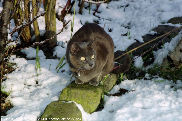 Photo de Russe