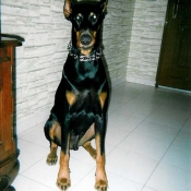 Photo de Dobermann