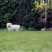 Photo de Bichon  poil fris