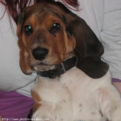 Photo de Basset hound