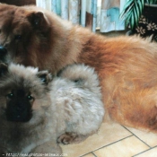 Photo de Chow chow