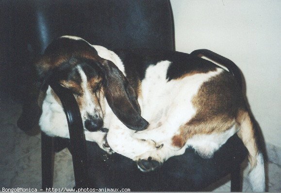 Photo de Basset hound