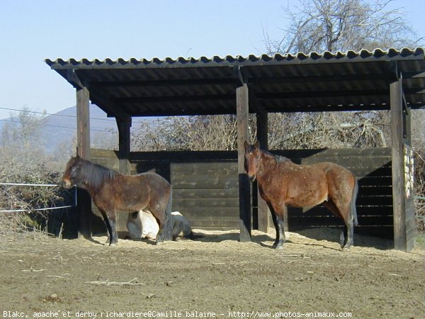 Photo de Races diffrentes