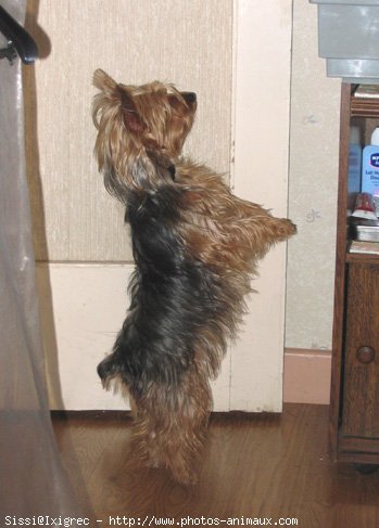 Photo de Yorkshire terrier