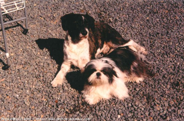 Photo de Shih tzu