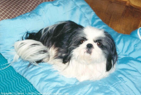 Photo de Shih tzu