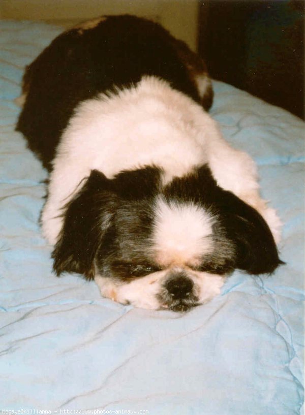 Photo de Shih tzu