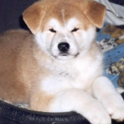 Photo d'Akita inu