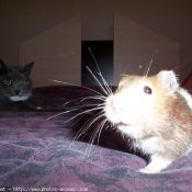 Photo de Hamster